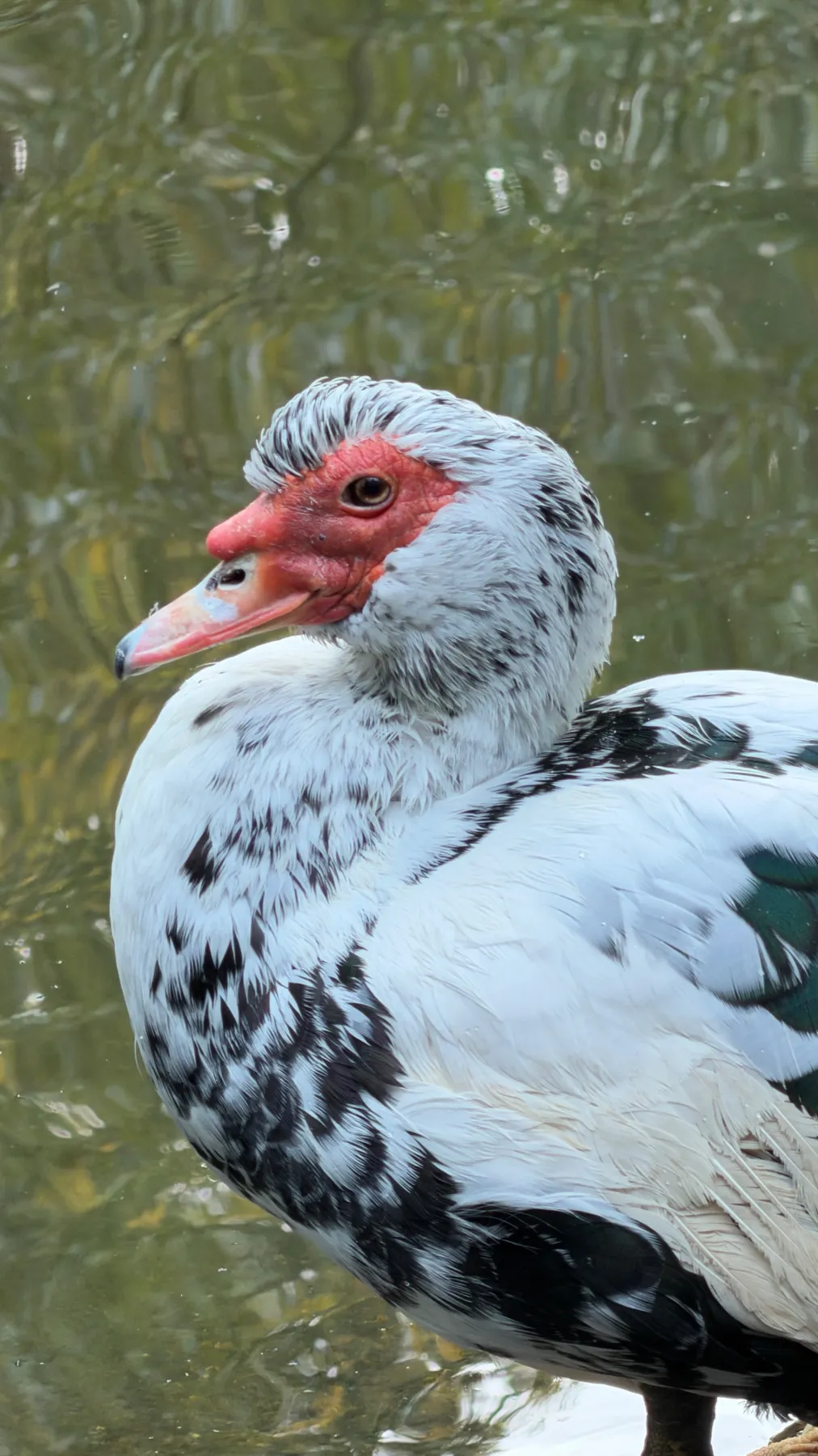 Un pato muy raro