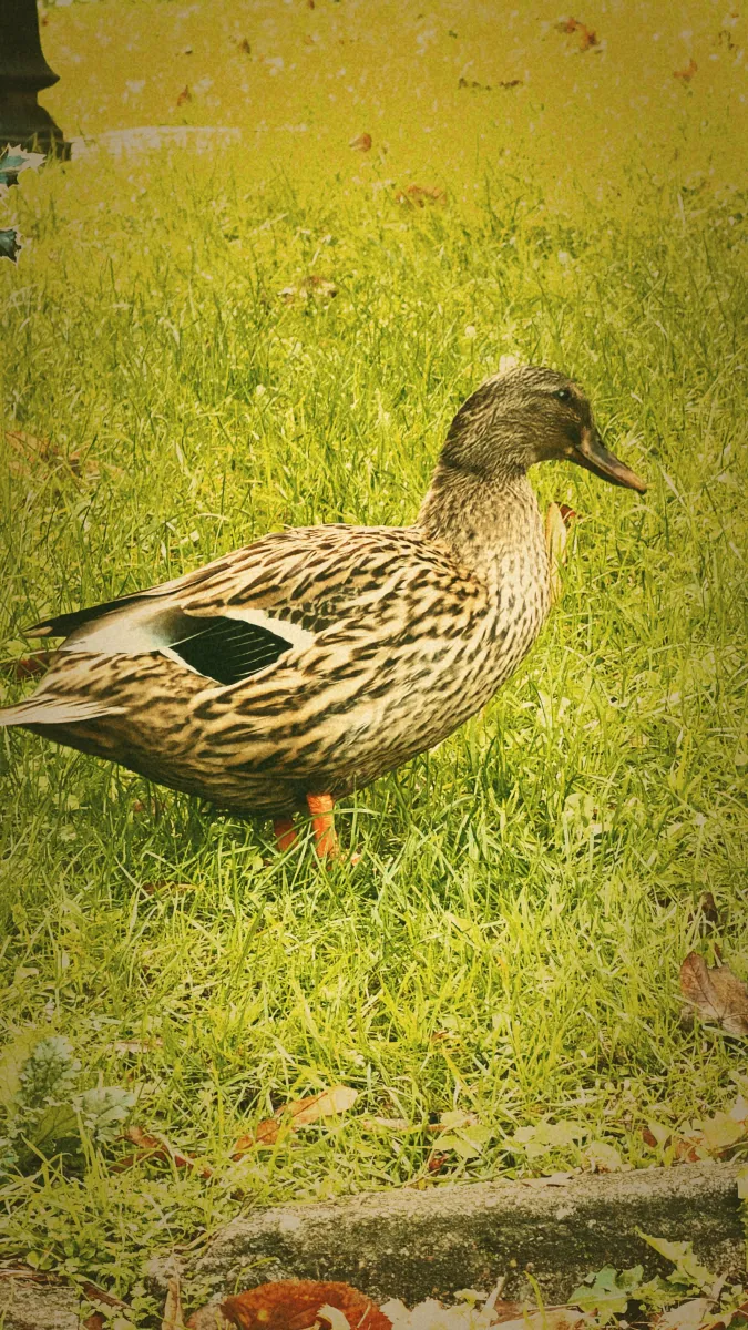 Pato en parque de Quevedo — Fotos de Suki